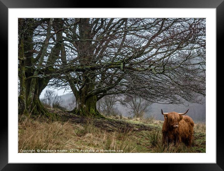 Highland Cow  Framed Mounted Print by Stephanie Knotts