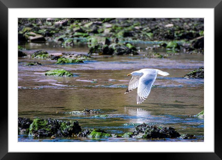  On the wing Framed Mounted Print by robert marshall