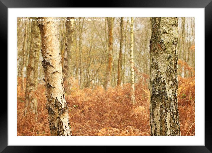  Winter Silver Birch Trees Framed Mounted Print by Alyson Fennell