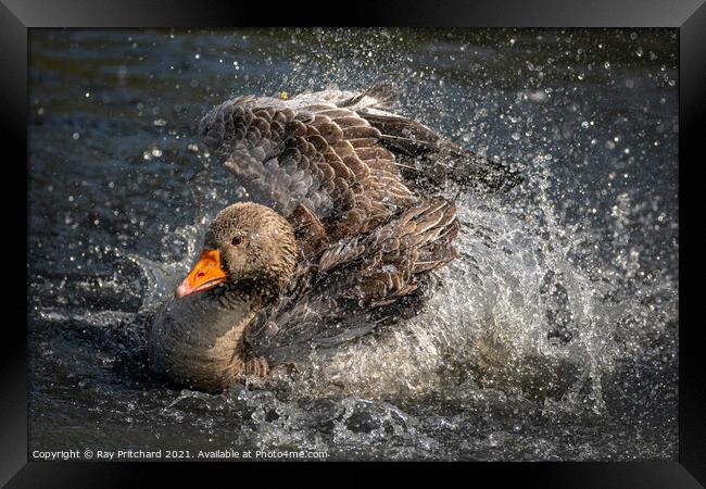 Greylag Goose Framed Print by Ray Pritchard