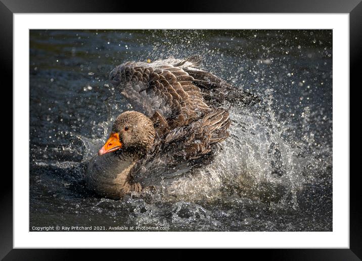 Greylag Goose Framed Mounted Print by Ray Pritchard