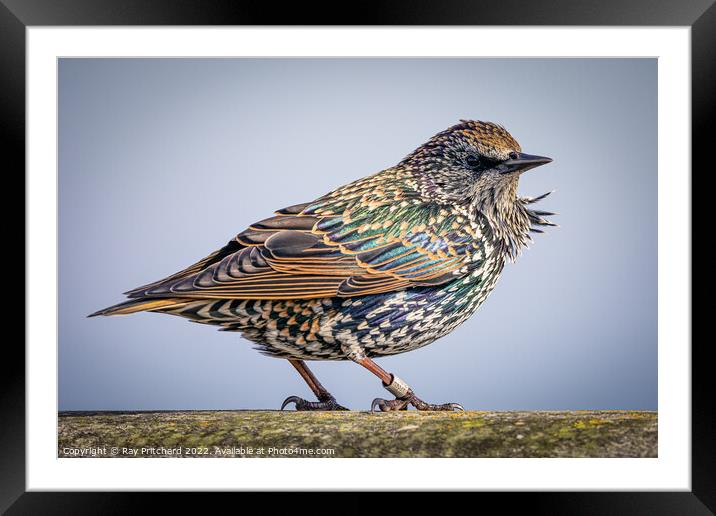 Starling  Framed Mounted Print by Ray Pritchard