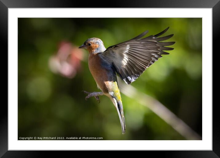 Chaffinch in Flight  Framed Mounted Print by Ray Pritchard