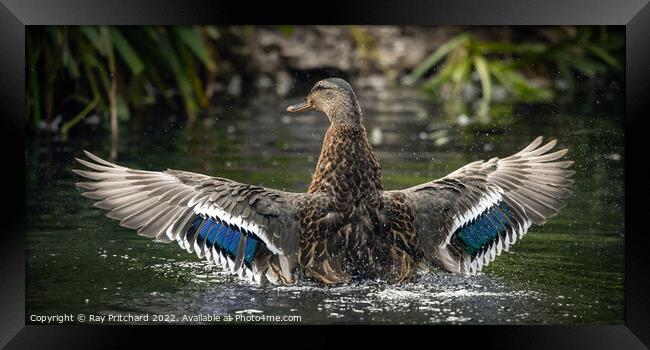 Mallard with Wings Spread Framed Print by Ray Pritchard