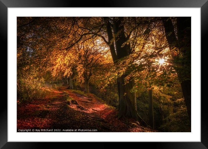 Autumnal Splendour, Ousbrough Wood 2022 Framed Mounted Print by Ray Pritchard
