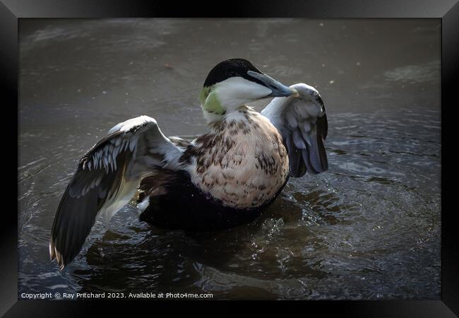 Eider duck stretching it's wings  Framed Print by Ray Pritchard