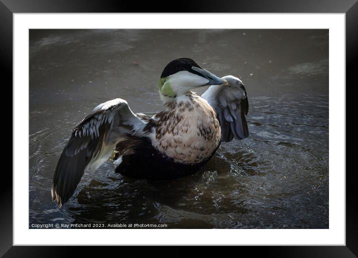 Eider duck stretching it's wings  Framed Mounted Print by Ray Pritchard