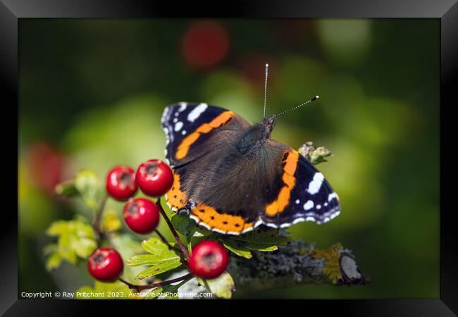 Red Admiral Butterfly  Framed Print by Ray Pritchard