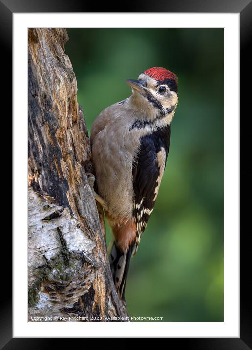 Great Spotted Woodpecker  Framed Mounted Print by Ray Pritchard