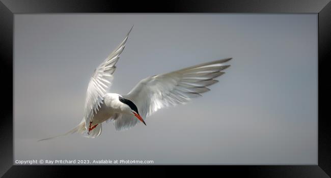 Common Tern Framed Print by Ray Pritchard
