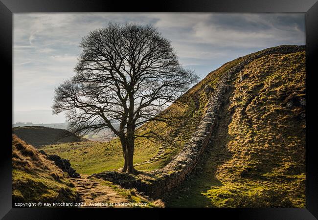 Sycamore at Hadrian's Wall Framed Print by Ray Pritchard