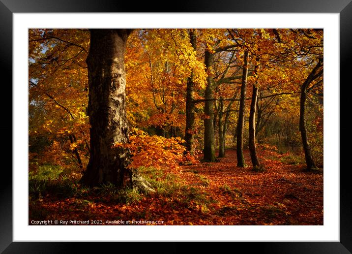 Autumn in the Lakes Framed Mounted Print by Ray Pritchard
