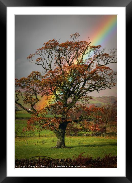 Rainbow and the Tree  Framed Mounted Print by Ray Pritchard