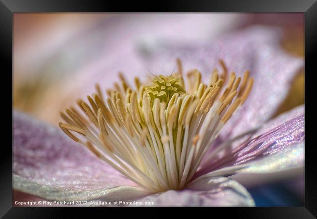 Clematis montana Framed Print by Ray Pritchard