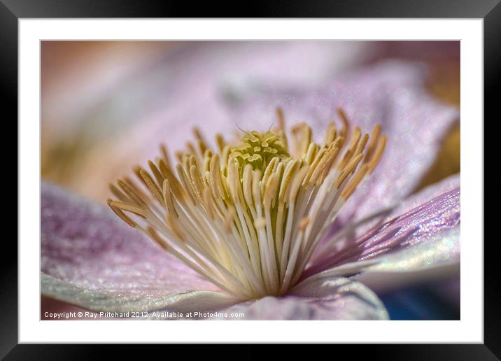 Clematis montana Framed Mounted Print by Ray Pritchard