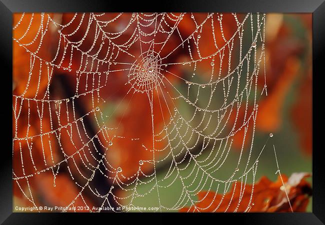 Dew Covered Web Framed Print by Ray Pritchard