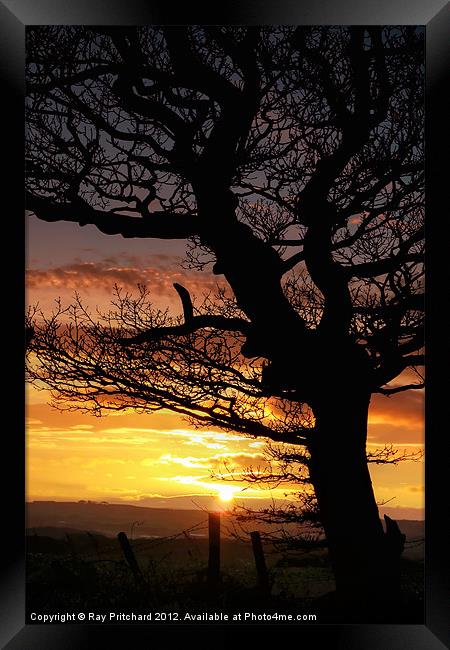 Sunset and Tree Framed Print by Ray Pritchard