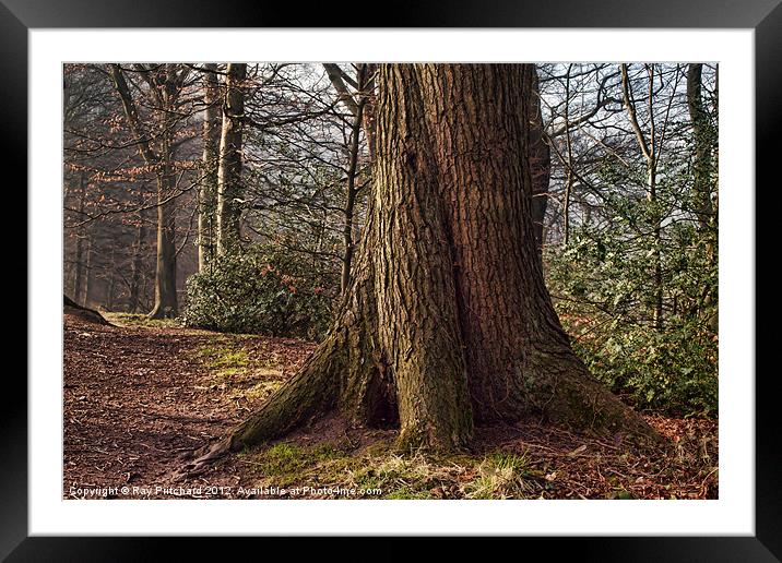 Big Old Tree Framed Mounted Print by Ray Pritchard