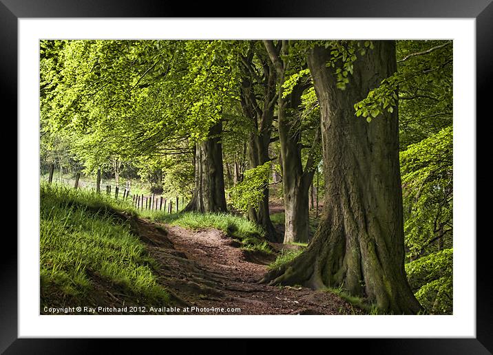Ousbrough Woods Framed Mounted Print by Ray Pritchard