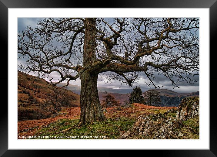 HDR Tree at Park Brow Framed Mounted Print by Ray Pritchard