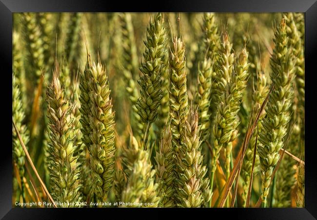 Wheat Framed Print by Ray Pritchard