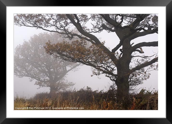 Trees in the Mist Framed Mounted Print by Ray Pritchard