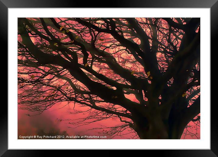 Firery Tree Framed Mounted Print by Ray Pritchard