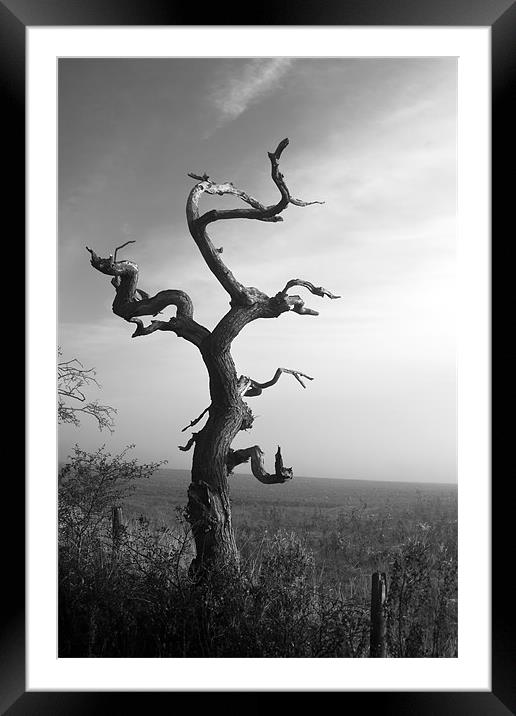 Simple Tree Framed Mounted Print by Ray Pritchard