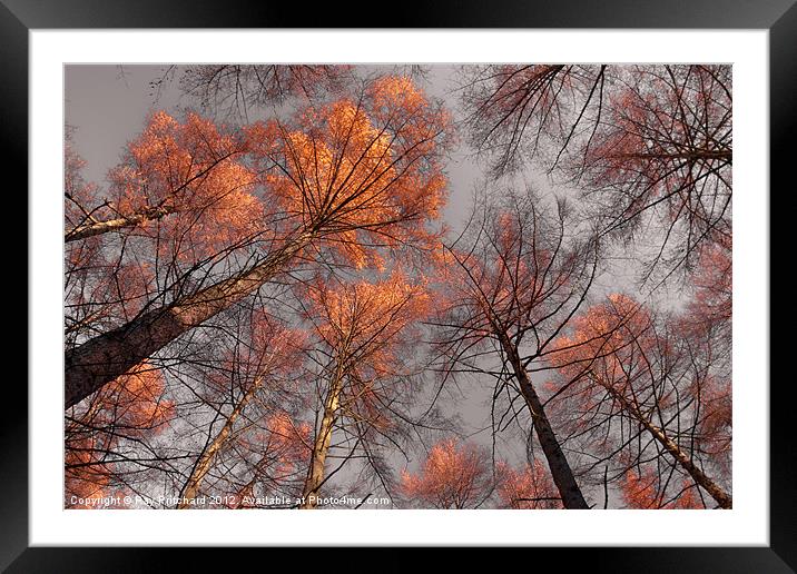 Trees at Beamish Woods Framed Mounted Print by Ray Pritchard