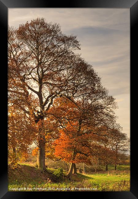 Autumn Light Framed Print by Ray Pritchard