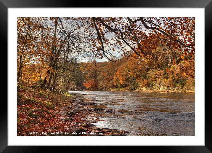 Autumn On The River Wear Framed Mounted Print by Ray Pritchard