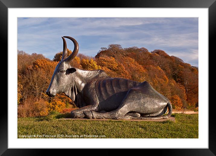 The Durham Cow Framed Mounted Print by Ray Pritchard