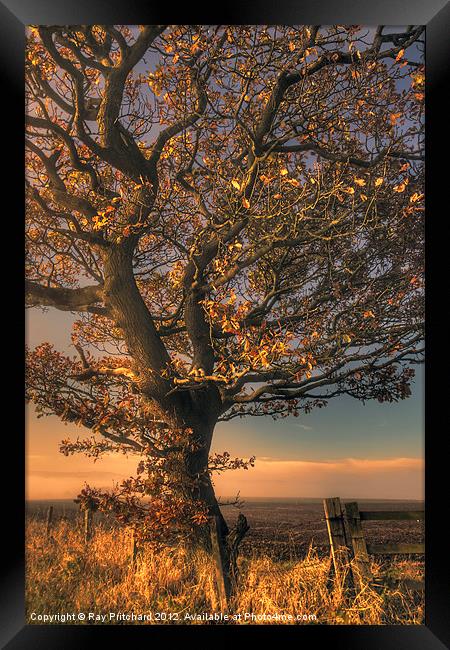 Autumn Tree Framed Print by Ray Pritchard