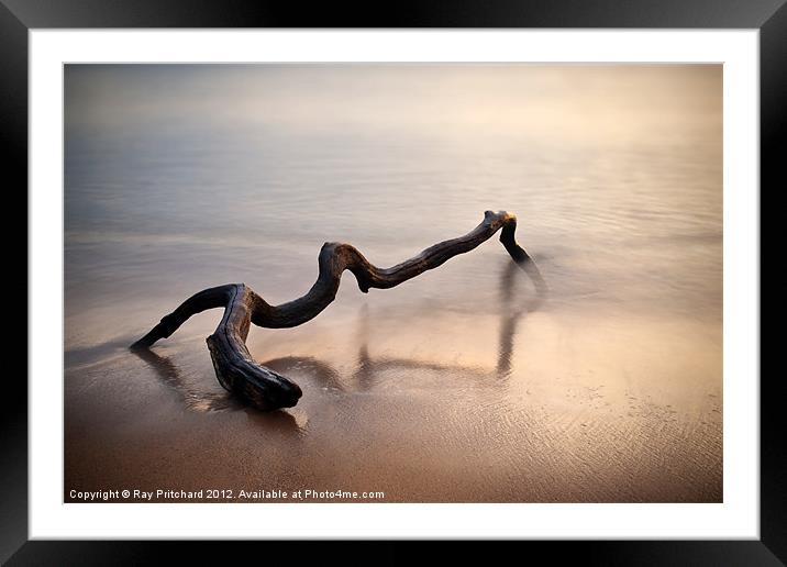 Driftwood 2 Framed Mounted Print by Ray Pritchard