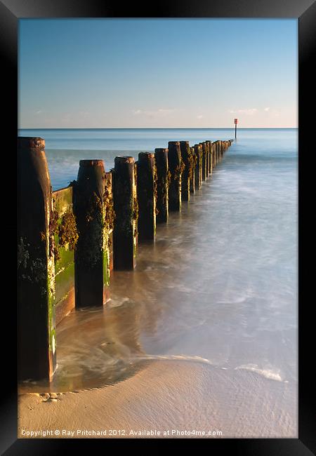 Old Groynes at Blyth Framed Print by Ray Pritchard