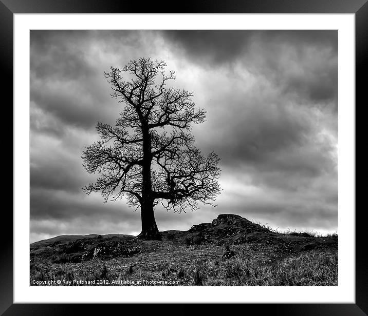 Tree on Park Brow Framed Mounted Print by Ray Pritchard
