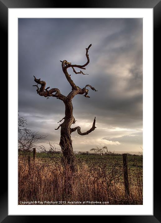 Tree in Gateshead Framed Mounted Print by Ray Pritchard