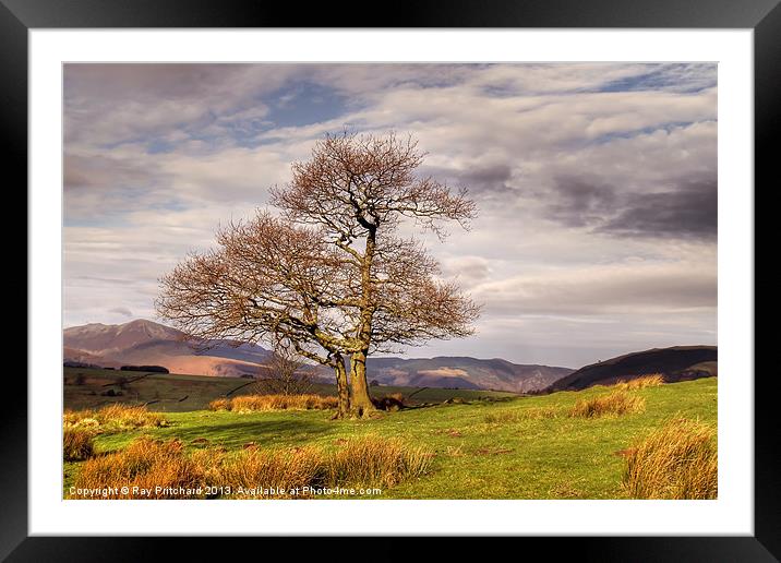 Tree Against Mountains Framed Mounted Print by Ray Pritchard