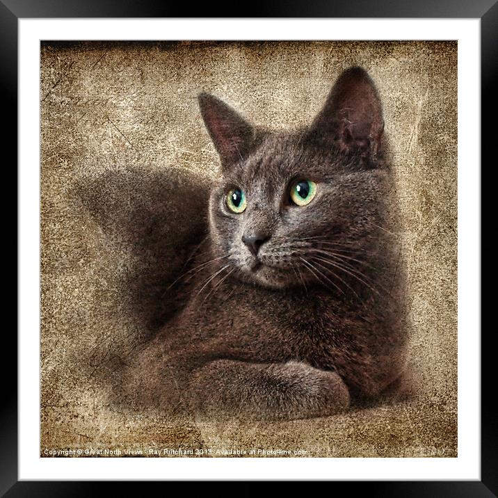 Mitzy The Cat Framed Mounted Print by Ray Pritchard
