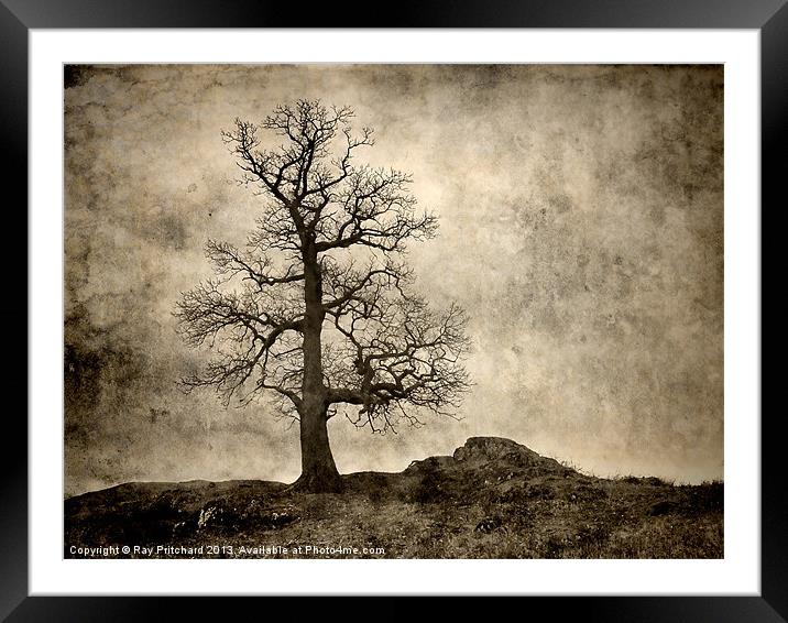 Tree At Park Brow Framed Mounted Print by Ray Pritchard