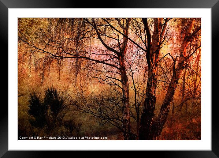 Winter Trees Framed Mounted Print by Ray Pritchard