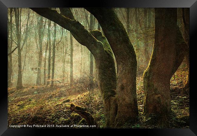 Mystic Woodland Framed Print by Ray Pritchard
