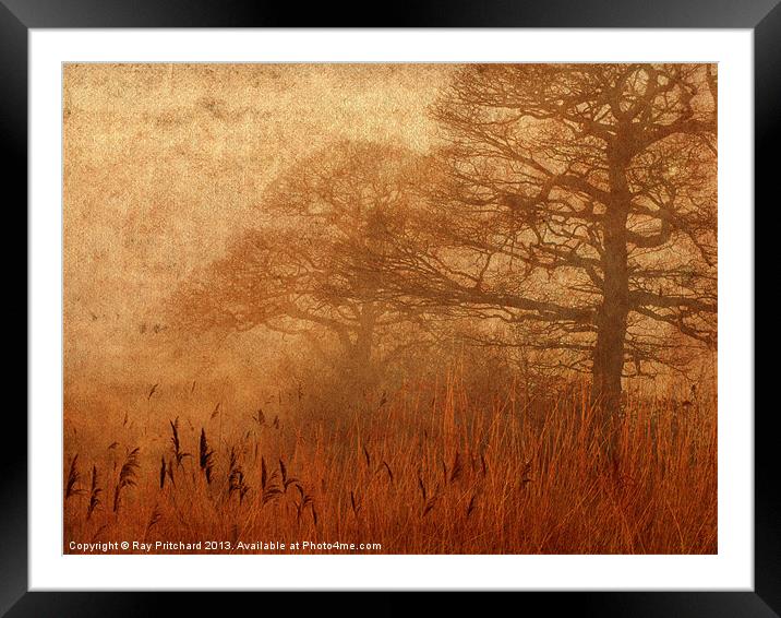Misty Trees in Watergate Park Framed Mounted Print by Ray Pritchard