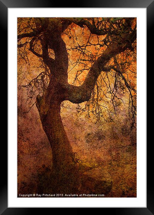 Tree Framed Mounted Print by Ray Pritchard