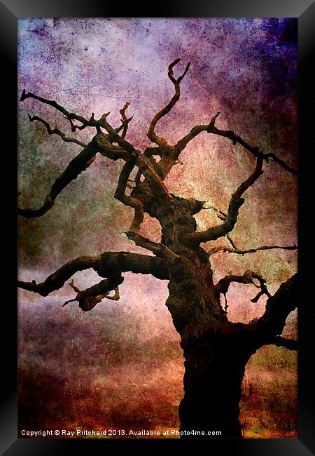 Old Tree Framed Print by Ray Pritchard
