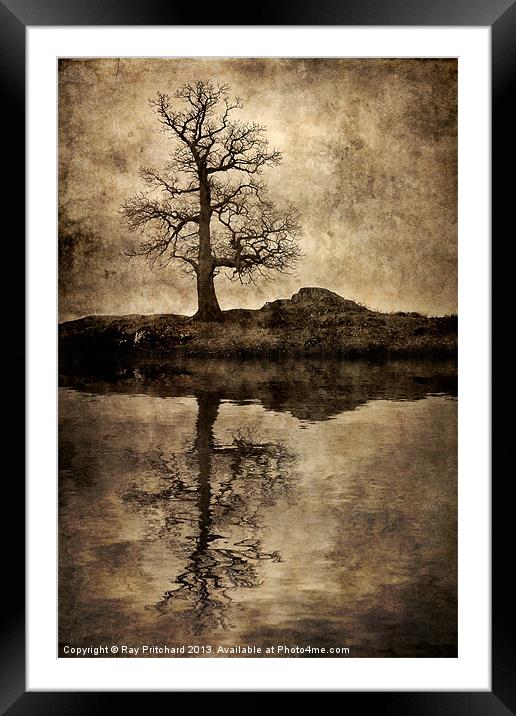 Park Brow Tree Framed Mounted Print by Ray Pritchard