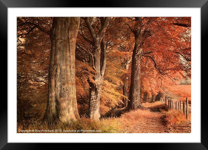 Ousbrough Woods(Colour Textured) Framed Mounted Print by Ray Pritchard