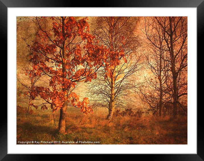 Textured Autumn Trees Framed Mounted Print by Ray Pritchard