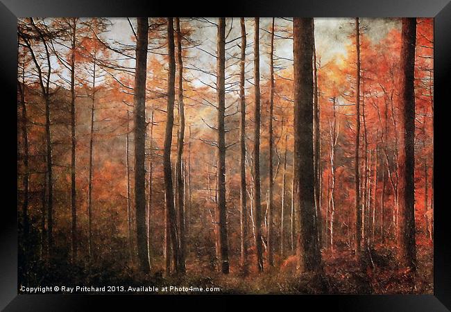 Ousbrough Woods Framed Print by Ray Pritchard