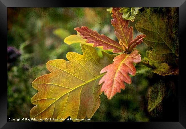 New Oak Leaves Framed Print by Ray Pritchard